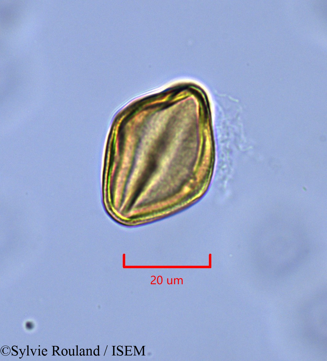 Sylvie.Rouland/Helianthemum_origanifolium_1840/Helianthemum_origanifolium_1840_0001(copy).jpg