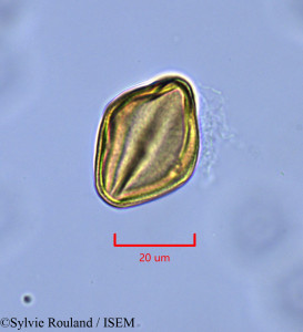 Sylvie.Rouland/Helianthemum_origanifolium_1840/Helianthemum_origanifolium_1840_0001(copy)_thumb.jpg