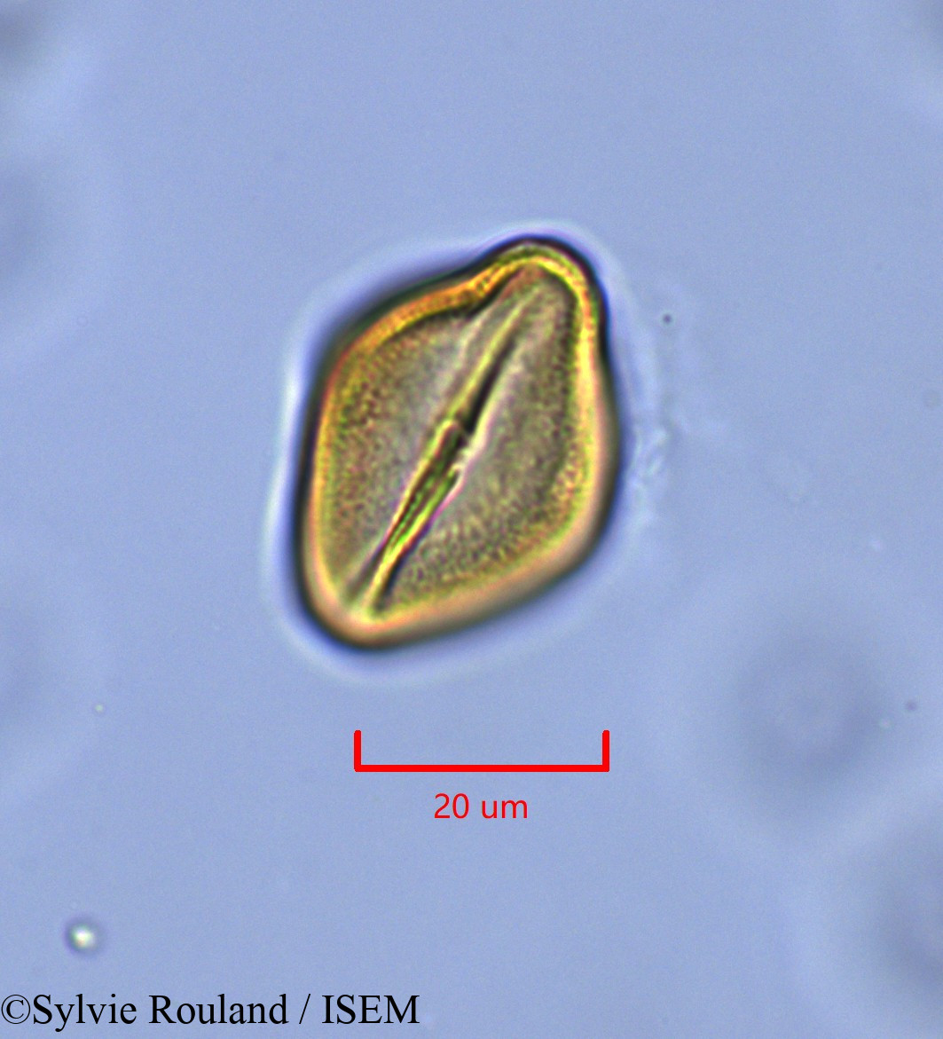 Sylvie.Rouland/Helianthemum_origanifolium_1840/Helianthemum_origanifolium_1840_0002(copy).jpg