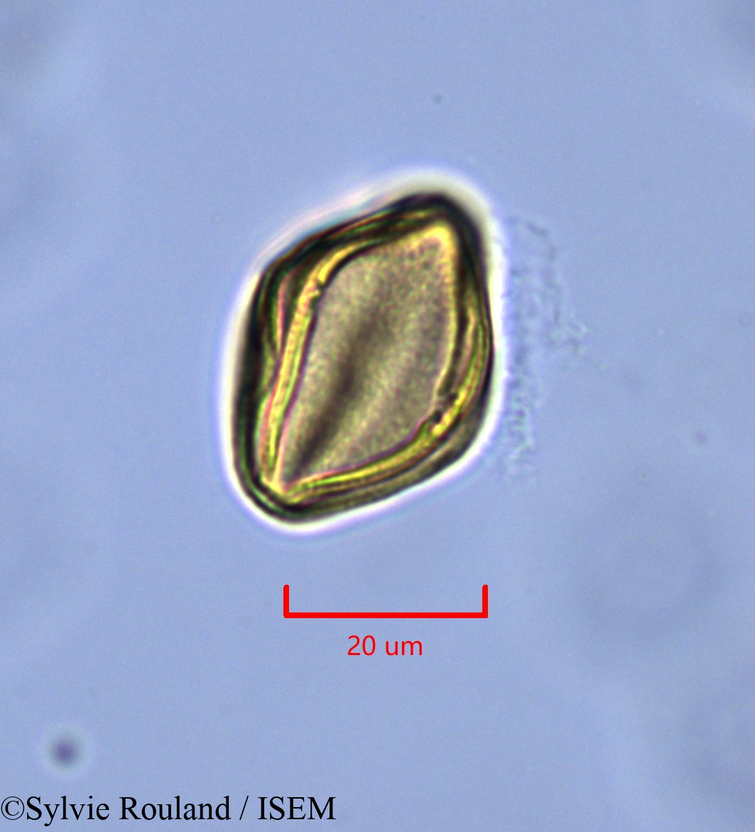 Sylvie.Rouland/Helianthemum_origanifolium_1840/Helianthemum_origanifolium_1840_0003(copy).jpg