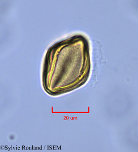 Helianthemum origanifolium - lame n° 1840