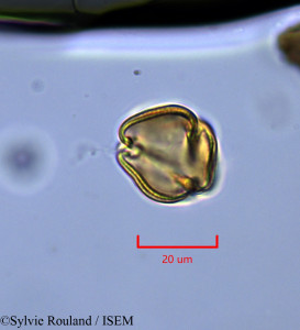 Helianthemum origanifolium - lame n° 1840