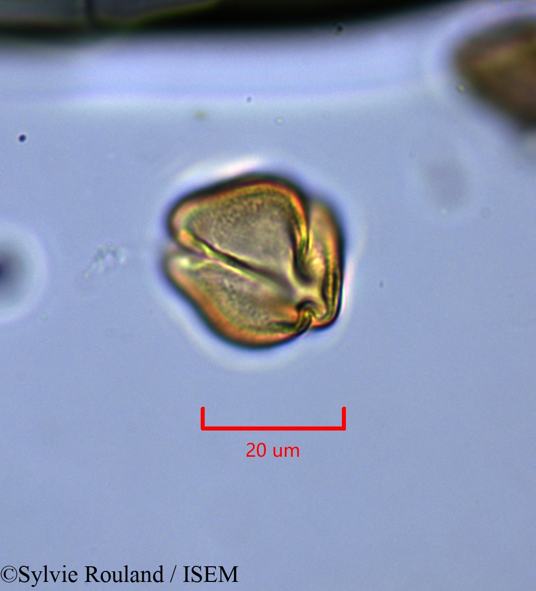 Sylvie.Rouland/Helianthemum_origanifolium_1840/Helianthemum_origanifolium_1840_0005(copy).jpg