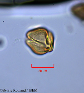 Helianthemum origanifolium - lame n° 1840