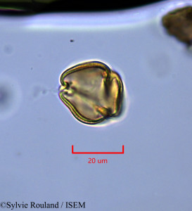 Helianthemum origanifolium - lame n° 1840