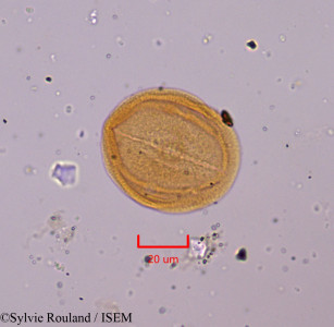 Helianthemum pilosum - lame n° 1811