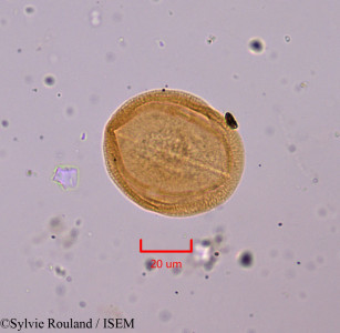 Helianthemum pilosum - lame n° 1811