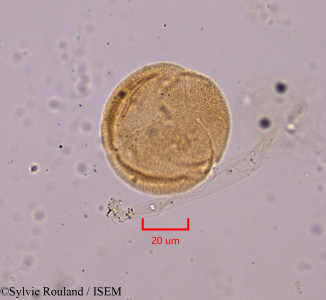 Helianthemum pilosum - lame n° 1811