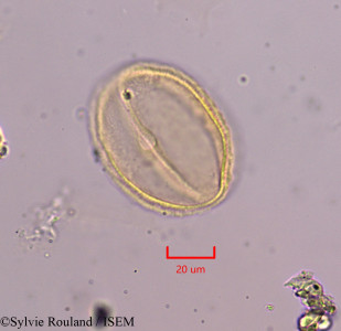 Sylvie.Rouland/Helianthemum_retrofractum_1843/Helianthemum_retrofractum_1843_0001(copy)_thumb.jpg