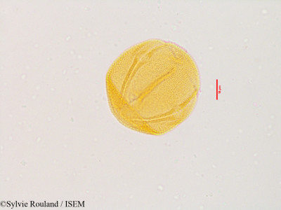 Sylvie.Rouland/Helianthemum_salicifolium_3575/Helianthemum_salicifolium_3575_0001(copy)_thumb.jpg