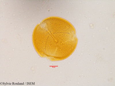 Sylvie.Rouland/Helianthemum_vesicarium_3577/Helianthemum_vesicarium_3577_0001(copy)_thumb.jpg
