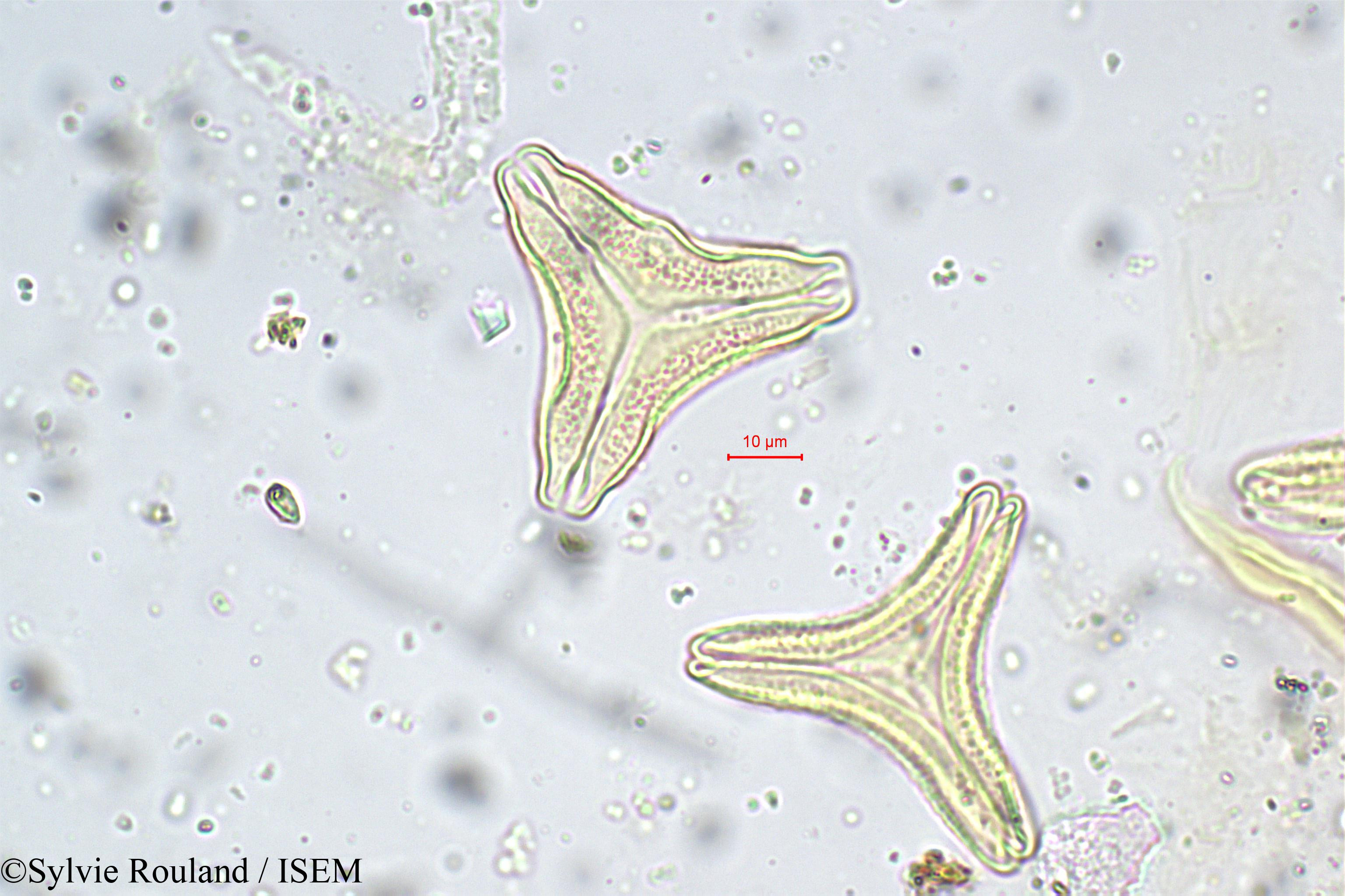 Sylvie.Rouland/Helicanthes_elasticus_5674/Helicanthes_elasticus_5674_0001(copy).jpg