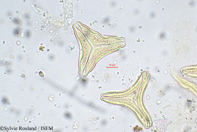 Sylvie.Rouland/Helicanthes_elasticus_5674/Helicanthes_elasticus_5674_0001(copy)_thumb.jpg