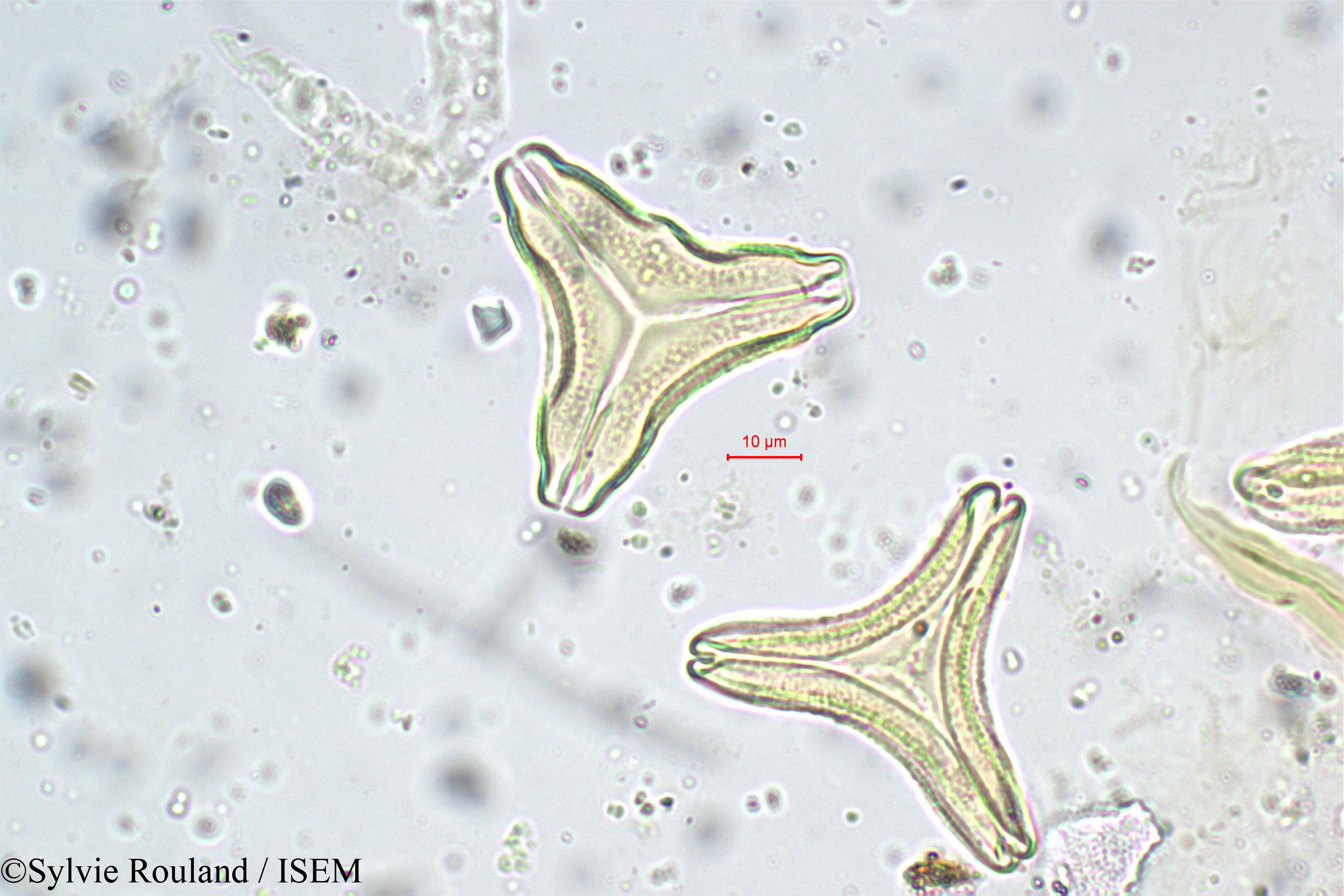 Sylvie.Rouland/Helicanthes_elasticus_5674/Helicanthes_elasticus_5674_0002(copy).jpg