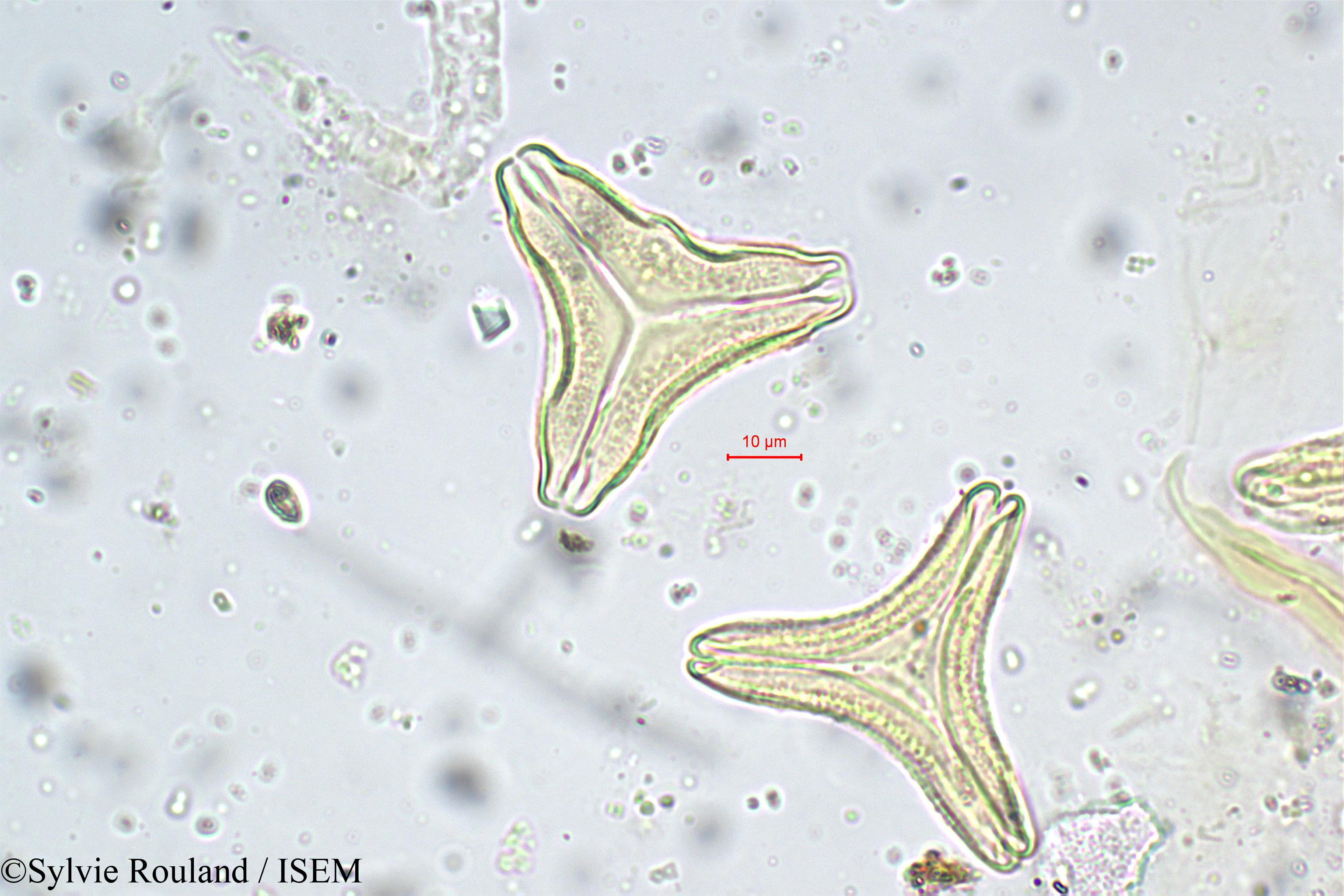 Sylvie.Rouland/Helicanthes_elasticus_5674/Helicanthes_elasticus_5674_0003(copy).jpg