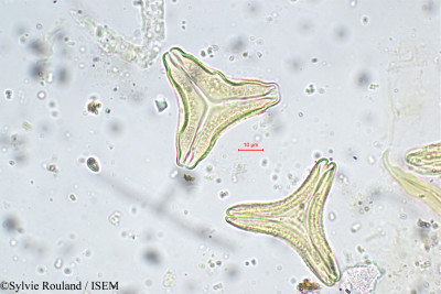 Helicanthes elasticus - lame n° 5674