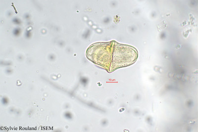 Helicanthes elasticus - lame n° 5674