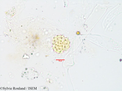 Sylvie.Rouland/Helichrysum_antandroi_3549/Helichrysum_antandroi_3549_0001(copy)_thumb.jpg