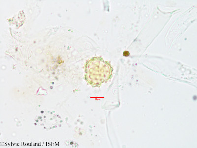 Helichrysum antandroi - lame n° 3549