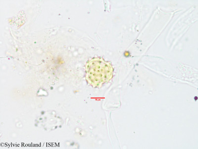 Helichrysum antandroi - lame n° 3549