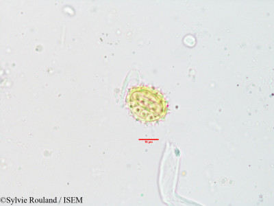 Helichrysum antandroi - lame n° 3549