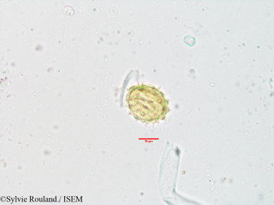 Helichrysum antandroi - lame n° 3549