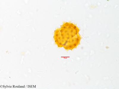 Sylvie.Rouland/Helichrysum_bracteatum_3873/Helichrysum_bracteatum_3873_0001(copy)_thumb.jpg