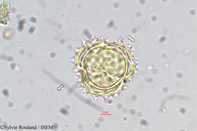 Sylvie.Rouland/Helichrysum_foetidum_5489/Helichrysum_foetidum_5489_0001(copy)_thumb.jpg