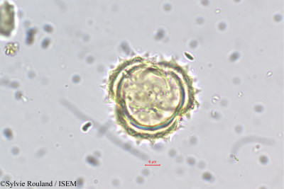 Helichrysum foetidum - lame n° 5489