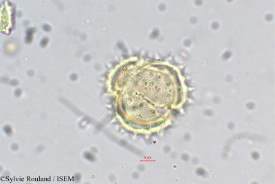 Helichrysum foetidum - lame n° 5489