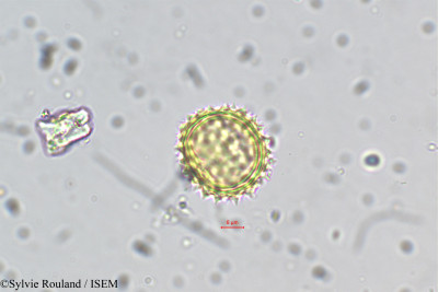 Helichrysum foetidum - lame n° 5489