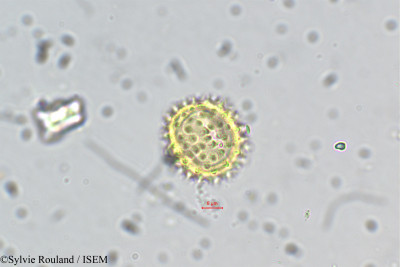 Helichrysum foetidum - lame n° 5489