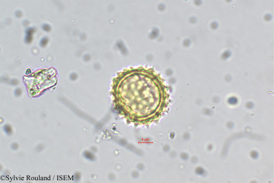 Helichrysum foetidum - lame n° 5489