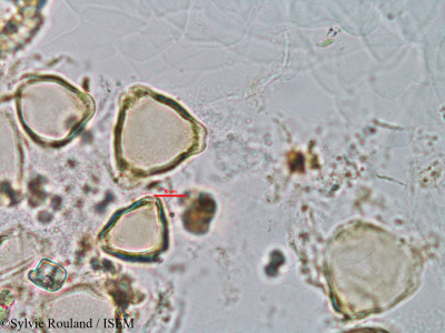 Helicteres isora - lame n° 3165
