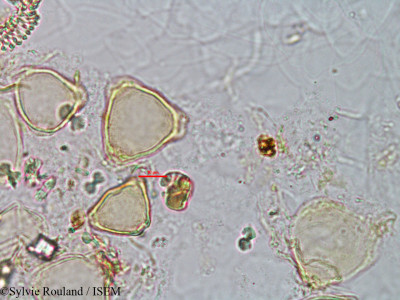Helicteres isora - lame n° 3165