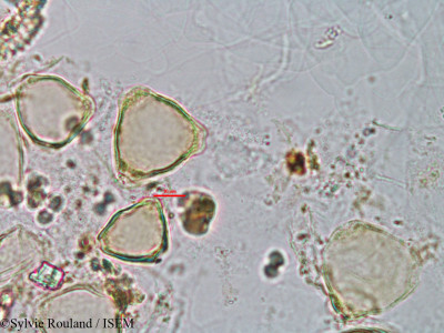 Helicteres isora - lame n° 3165