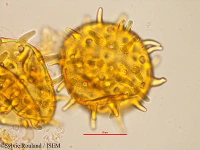 Sylvie.Rouland/Helicteropsis_perrieri_11642/Helicteropsis_perrieri_11642_0001(copy)_thumb.jpg