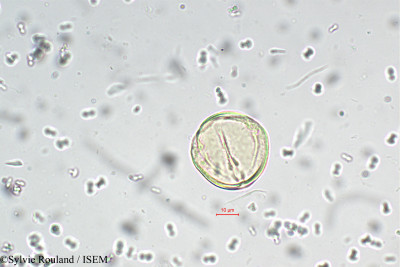 Sylvie.Rouland/Helinus_lanceolatus_5500/Helinus_lanceolatus_5500_0001(copy)_thumb.jpg