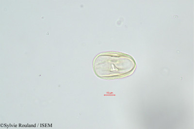 Sylvie.Rouland/Heliotropium_bacciferum_395/Heliotropium_bacciferum_395_0001(copy)_thumb.jpg