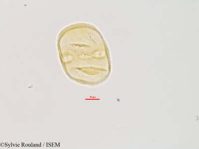Sylvie.Rouland/Heliotropium_indicum_3081/Heliotropium_indicum_3081_0001(copy)_thumb.jpg