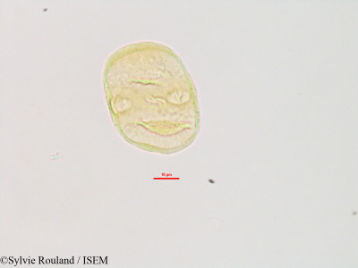 Heliotropium indicum - lame n° 3081