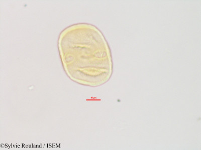 Heliotropium indicum - lame n° 3081