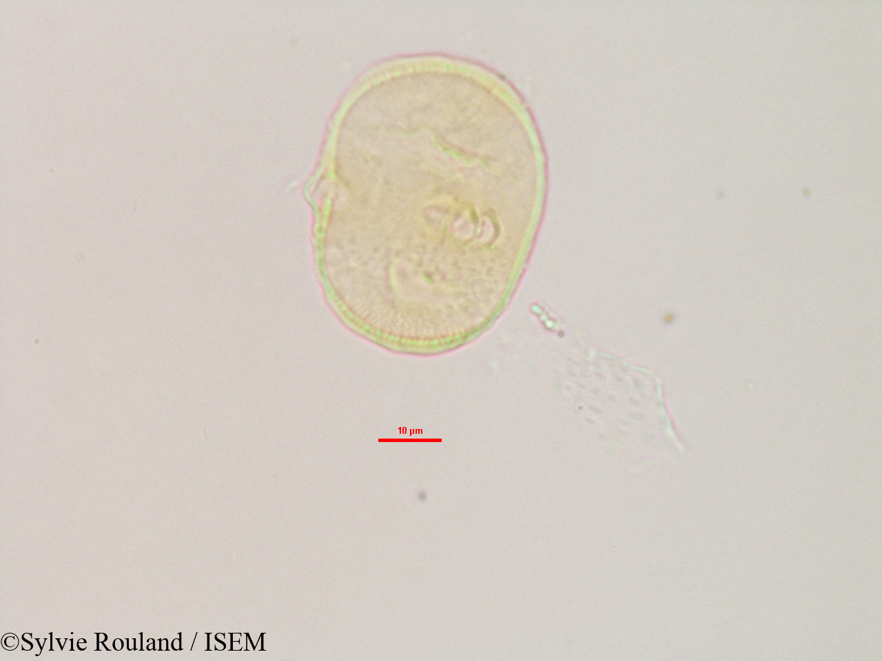 Sylvie.Rouland/Heliotropium_indicum_3081/Heliotropium_indicum_3081_0004(copy).jpg