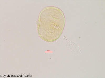 Heliotropium indicum - lame n° 3081