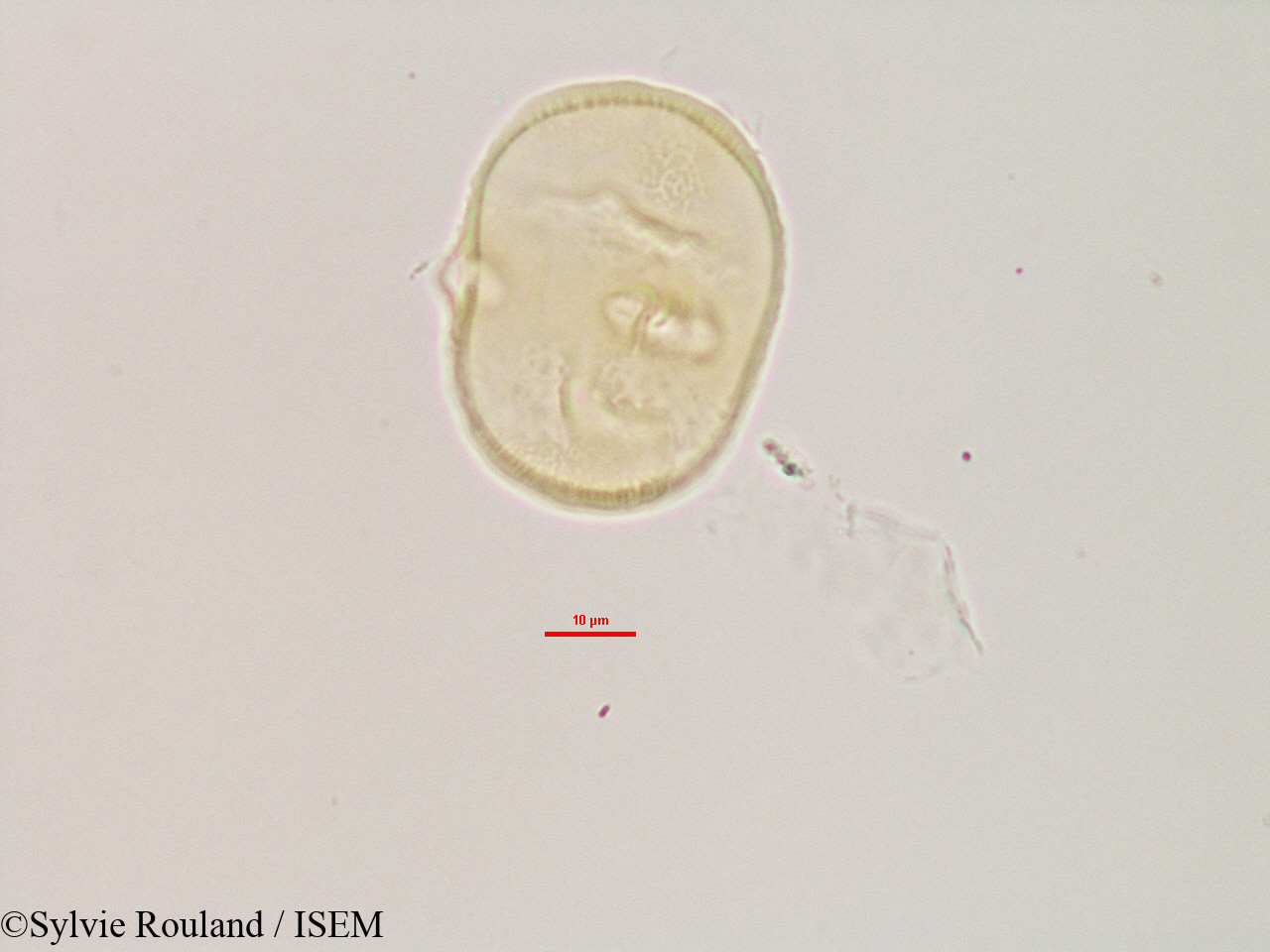 Sylvie.Rouland/Heliotropium_indicum_3081/Heliotropium_indicum_3081_0005(copy).jpg