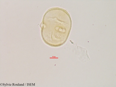 Heliotropium indicum - lame n° 3081