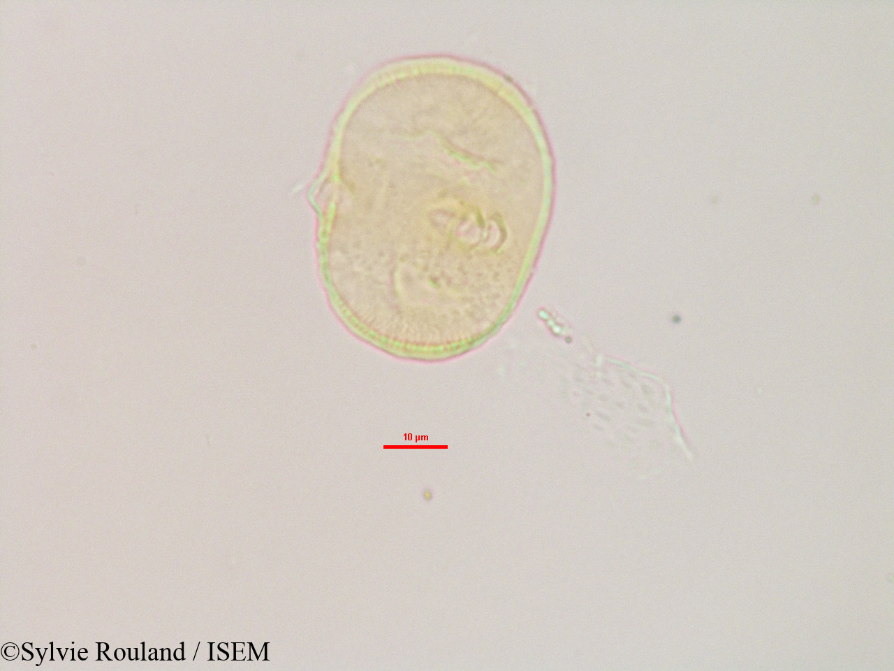 Sylvie.Rouland/Heliotropium_indicum_3081/Heliotropium_indicum_3081_0006(copy).jpg