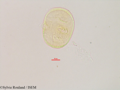 Heliotropium indicum - lame n° 3081