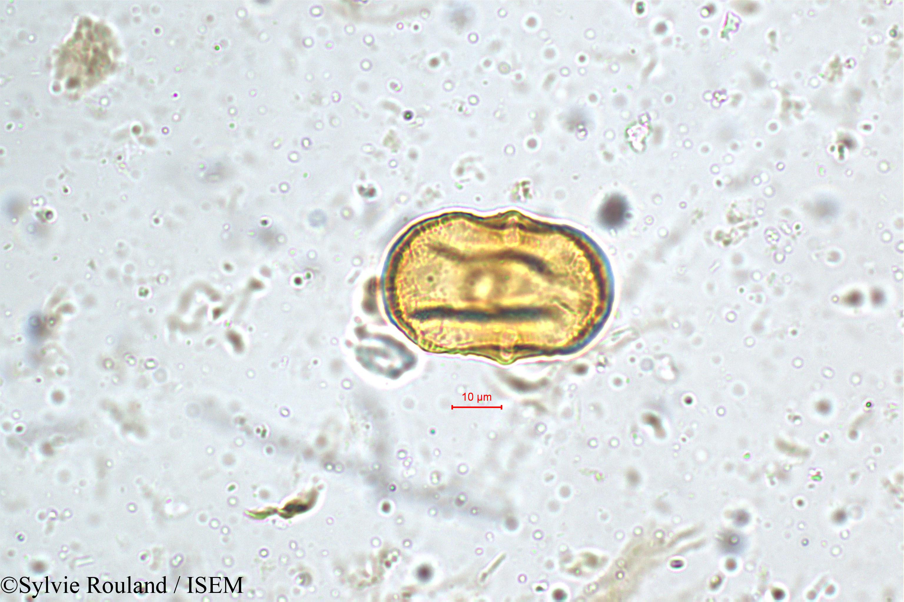 Sylvie.Rouland/Heliotropium_indicum_5159/Heliotropium_indicum_5159_0002(copy).jpg