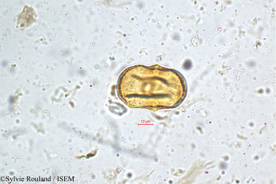 Heliotropium indicum - lame n° 5159